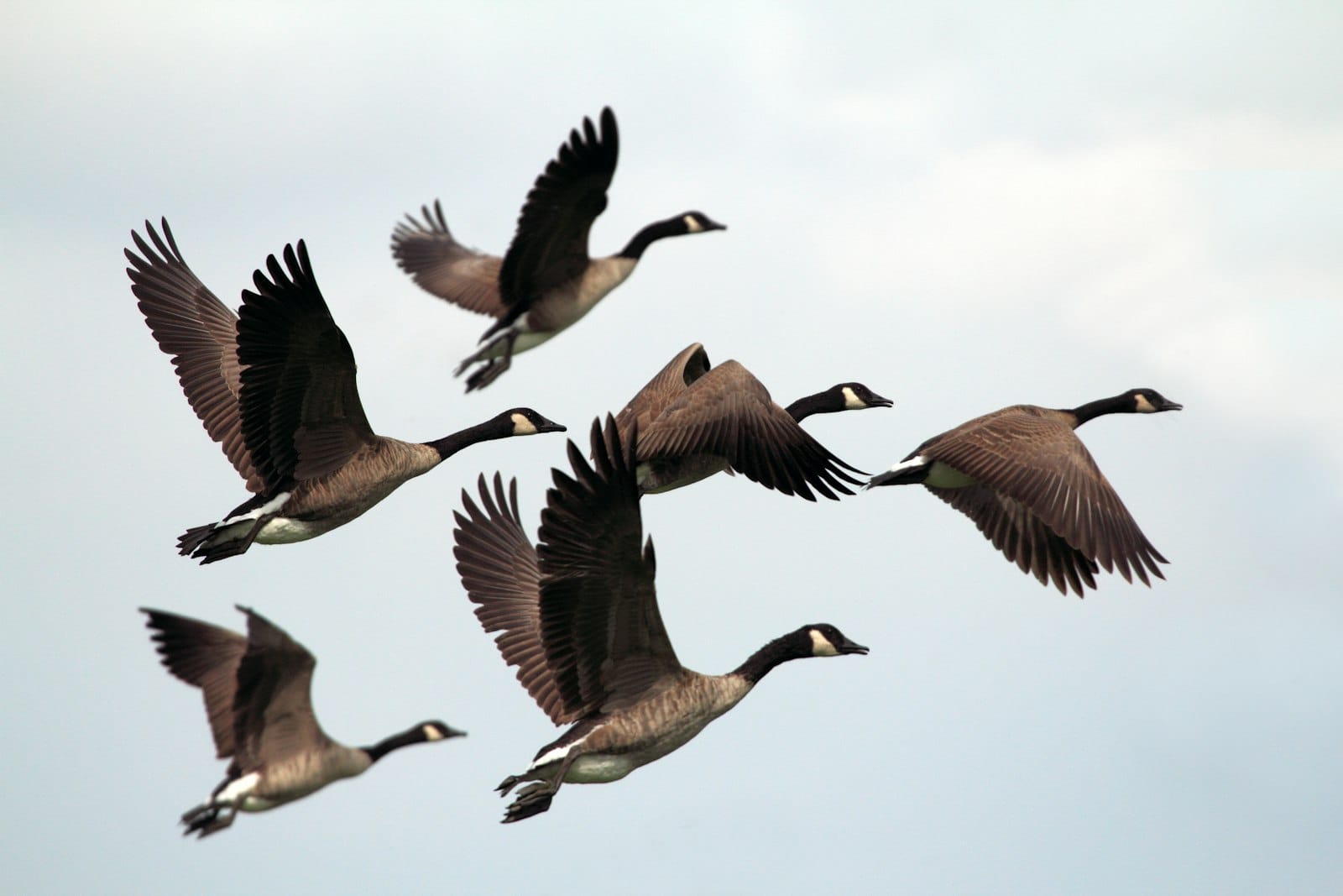 Canada geese flying south